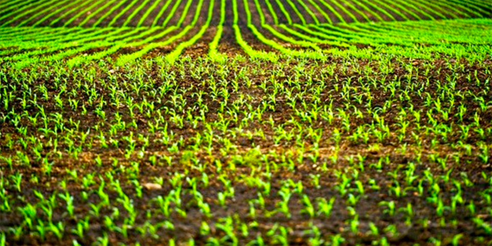 Il settore “green & sustainable” del mercato AIM Italia in crescita nel 2019 con ricavi +16