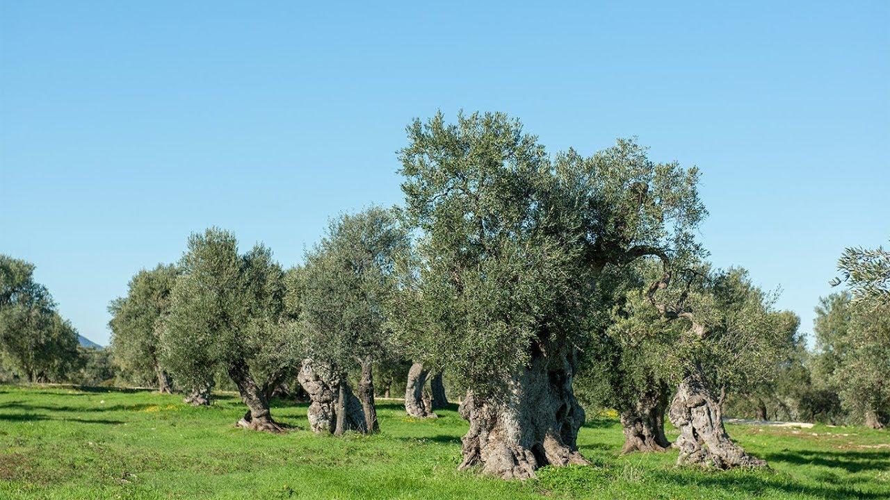 Radica, al fianco degli agricoltori per dare valore al carbonio stoccato nei suoli 